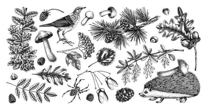 Autumn woodland vector illustrations. Wildlife sketches collection. Hand drawn fall design elements. Fallen leaves, hedgehog, bird, berries, mushrooms vector drawings. Fall plants in vintage style